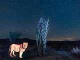 Joshua Tree 030